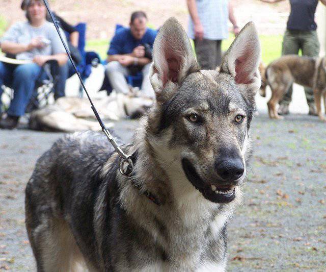 表情凶狠的捷克狼犬图片