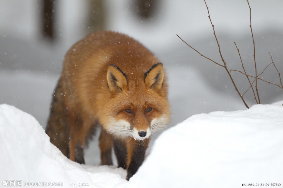 可爱狐狸雪地漫步图片