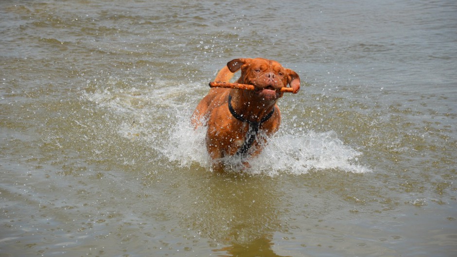 狗狗图片搞笑活泼的波尔多犬