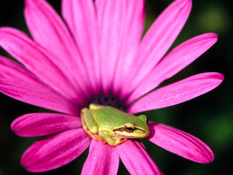 色彩妖艳的蛙类小动物图片