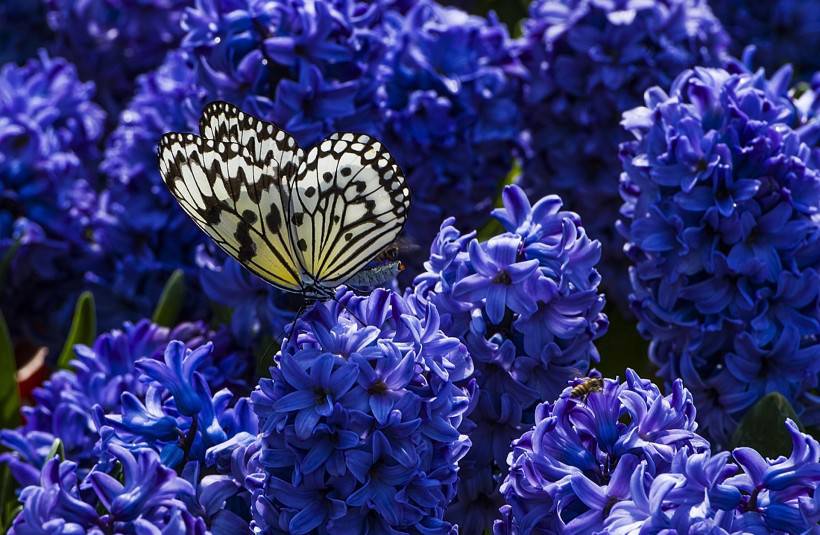 唯美梦幻蝴蝶图片素材