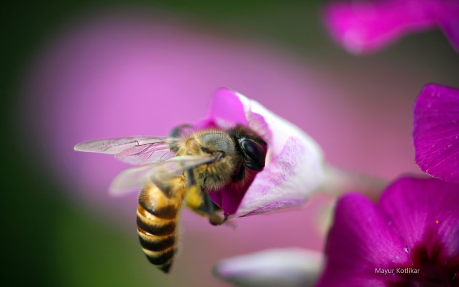 春天蜜蜂与花风景桌面壁纸