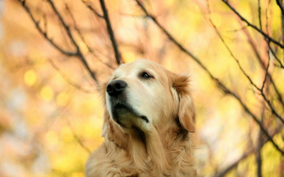 可爱狗狗壁纸高清秋天美景摄影