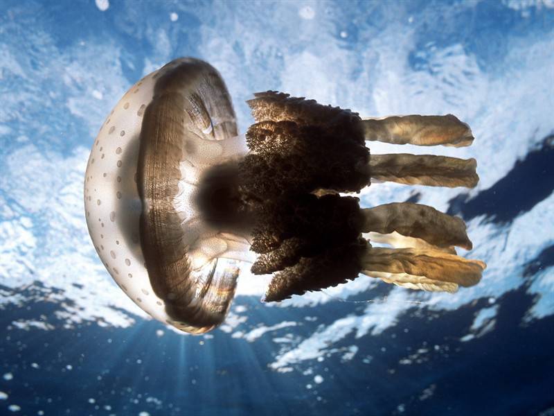 深海世界美丽海洋生物图片