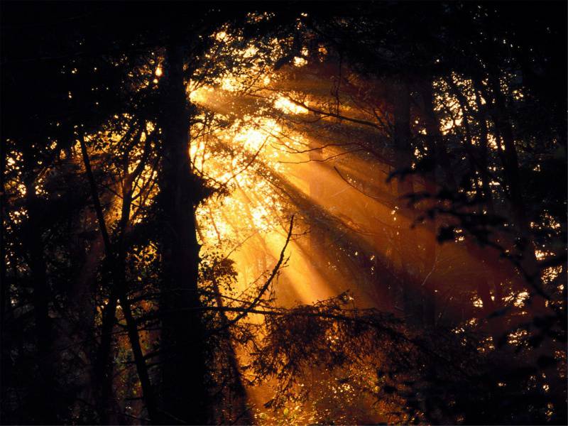 阳光下的高清唯美树林图片
