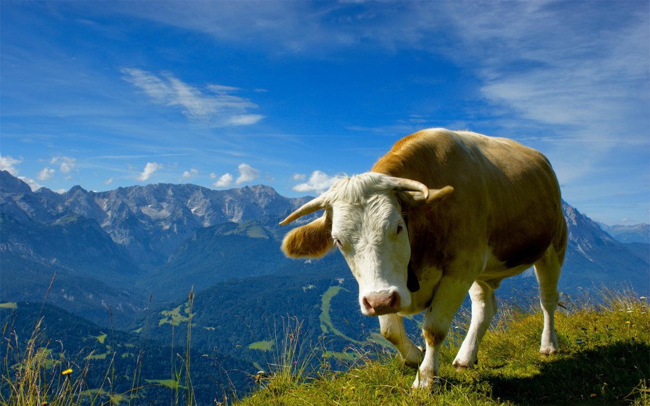 高清动物壁纸图片草地奶牛可爱呆萌