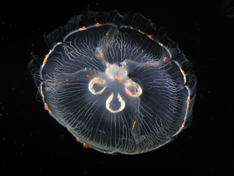 奇特的水母高清组图