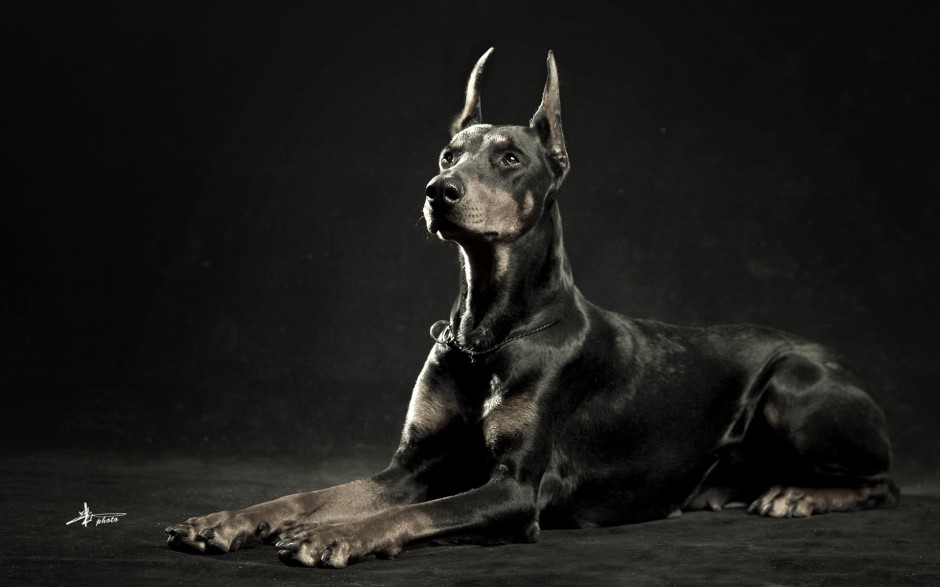 威猛高大的德国杜宾犬图片