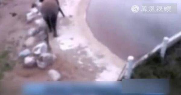 "大象身体爆炸粉碎"视频引质疑 炸弹为象牙而投?