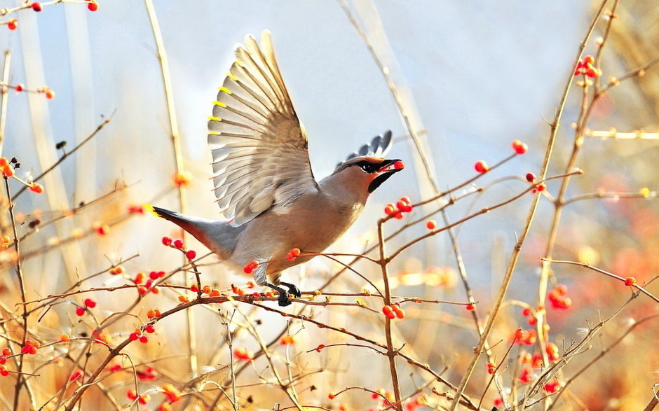 世界野生鸟类太平鸟图片特写