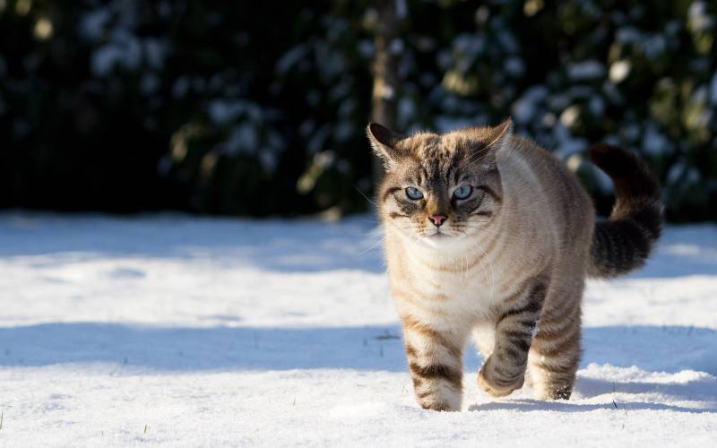 雪地里可爱的猫咪高清桌面壁纸