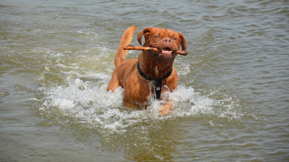 狗狗图片搞笑活泼的波尔多犬