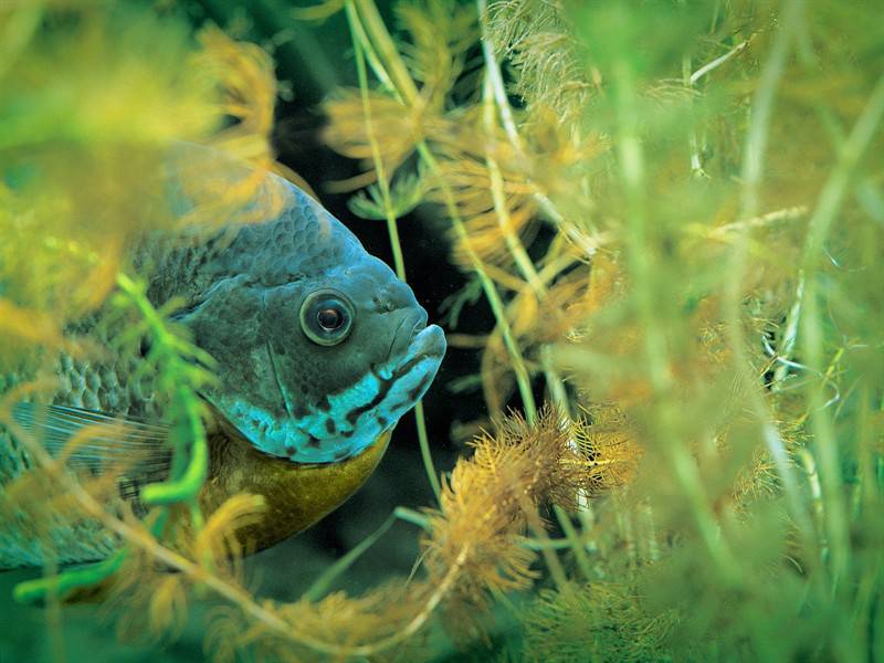 颜色鲜艳形状各异的鱼类海洋生物