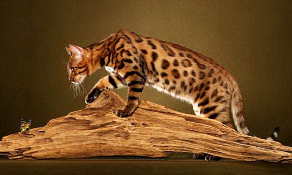 体形匀称的纯种中华豹猫图片