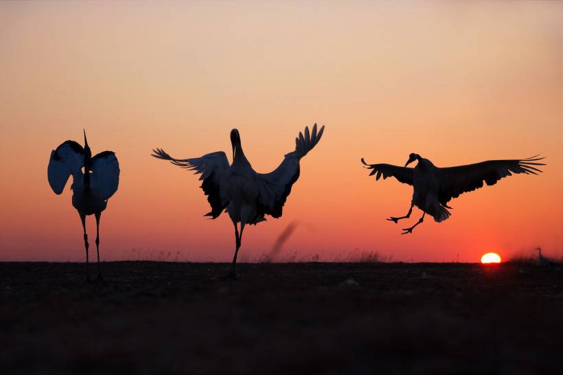 夕阳下展翅的丹顶鹤图片