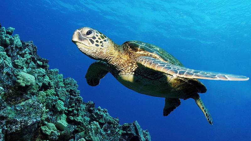 海龟海星海底世界的生物图片