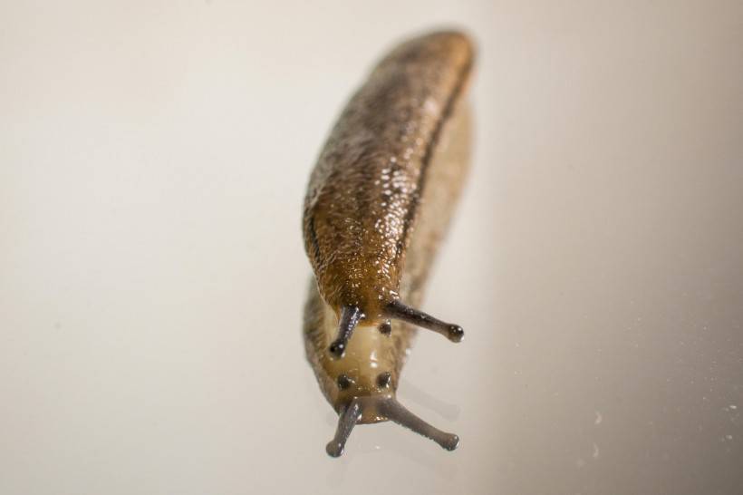 蛞蝓微距摄影图片