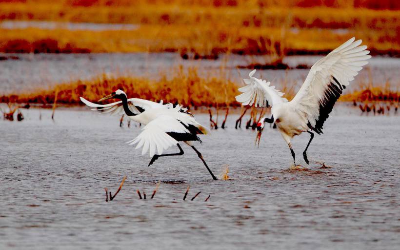 气质丹顶鹤高清唯美动物图片