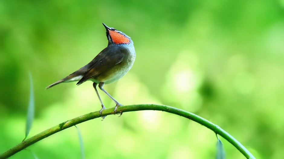 红喉歌鸲可爱鸟类图片