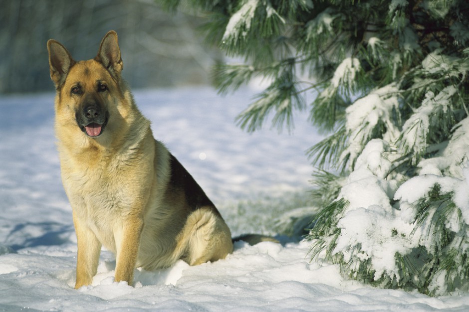 雪地上的纯种德国牧羊犬图片