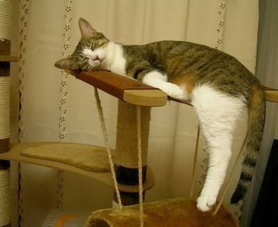 猫咪睡觉搞笑的图片之高超的睡姿