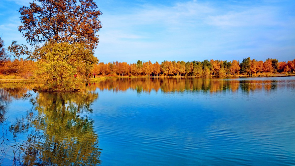 秋天树林风景金黄如画卷