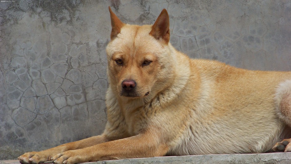 中华田园犬威猛外表图片