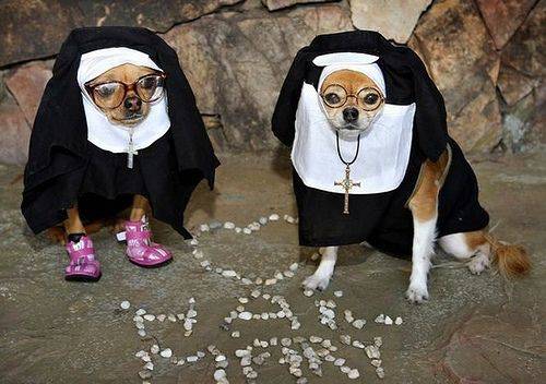 狗狗变身修女搞笑图
