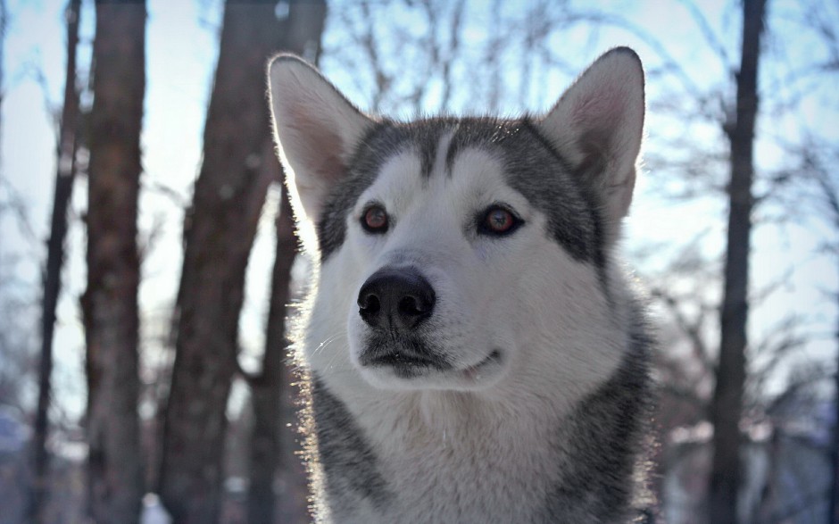 乖巧听话的巨型雪橇犬图片