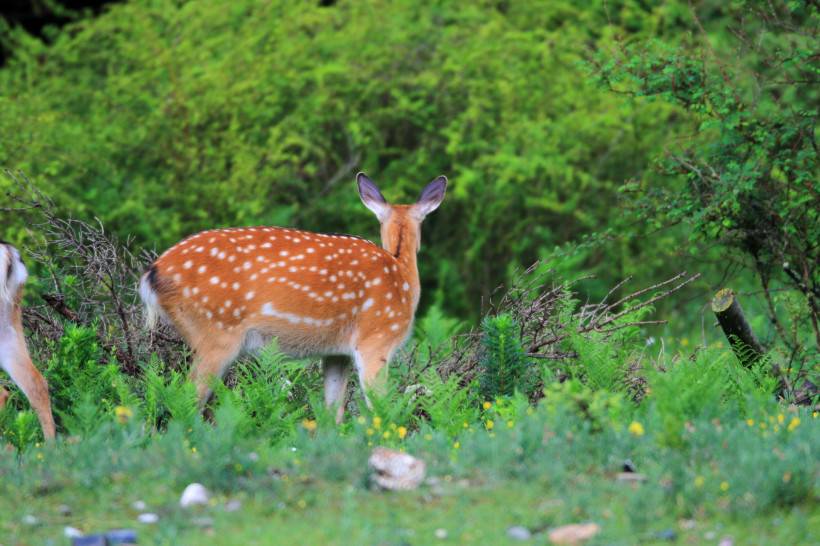 梅花鹿图片唯美森林动物壁纸