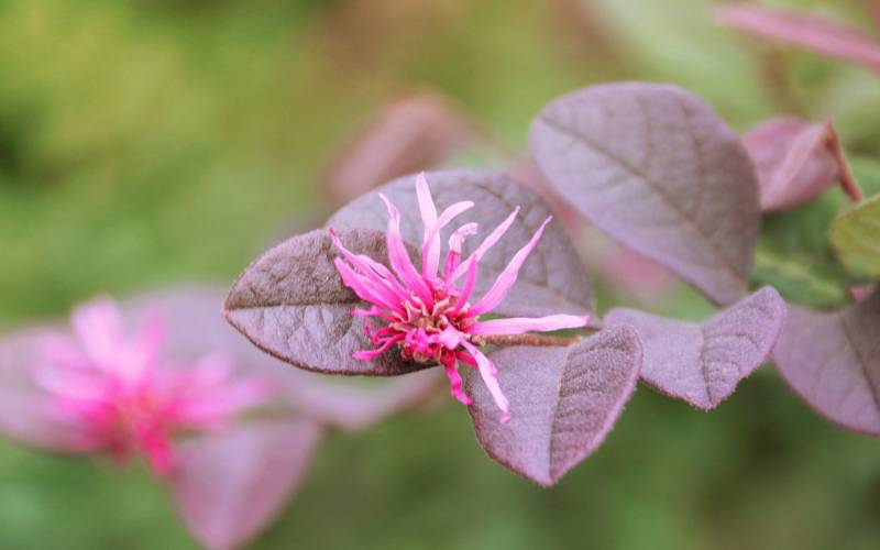 小清新LOMO风格花卉壁纸