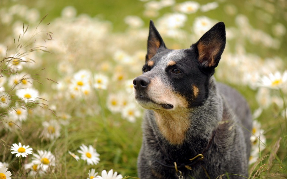 呆萌可爱的澳洲牧羊犬户外写真图片