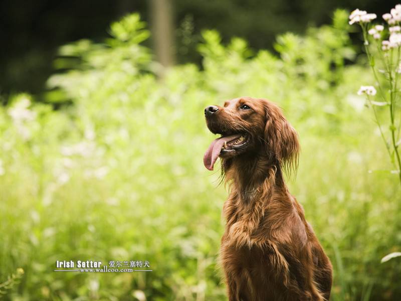 明星宠物狗爱尔兰塞特犬图片合集