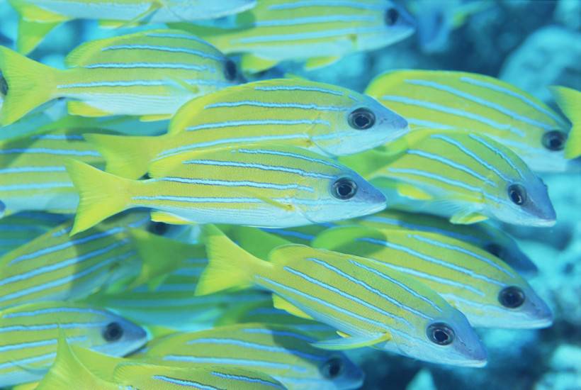 海洋浅水鱼类图片