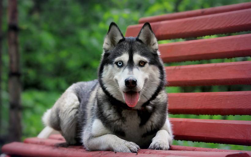 可爱雪橇犬哈士奇高清图片