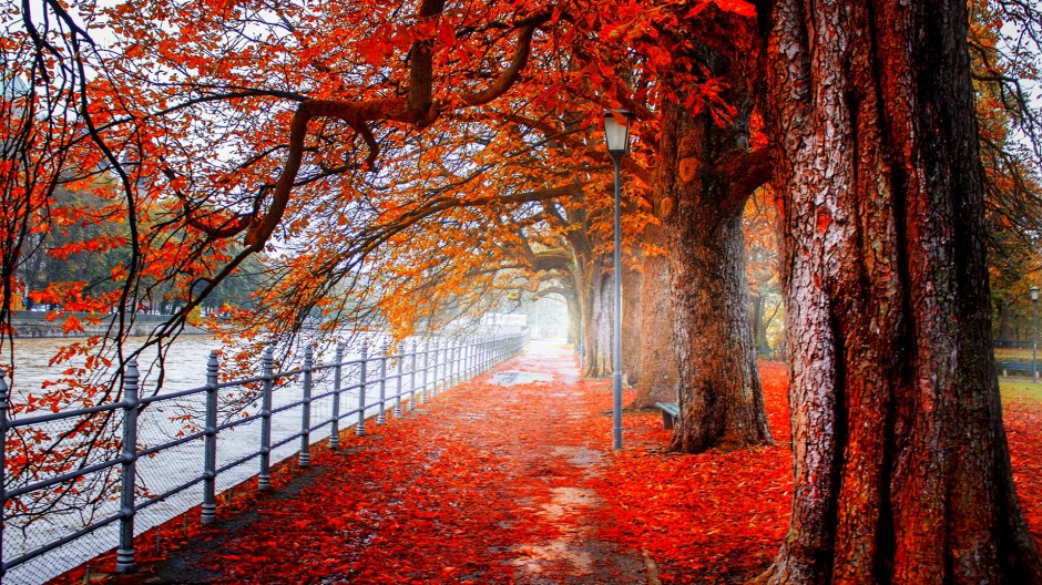 秋天森林美景高清图片