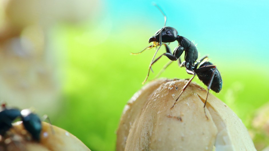 常见昆虫蚂蚁微距摄影图片