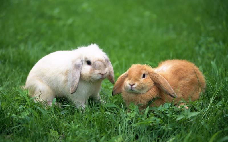 宠物小白兔棕兔高清兔子图片