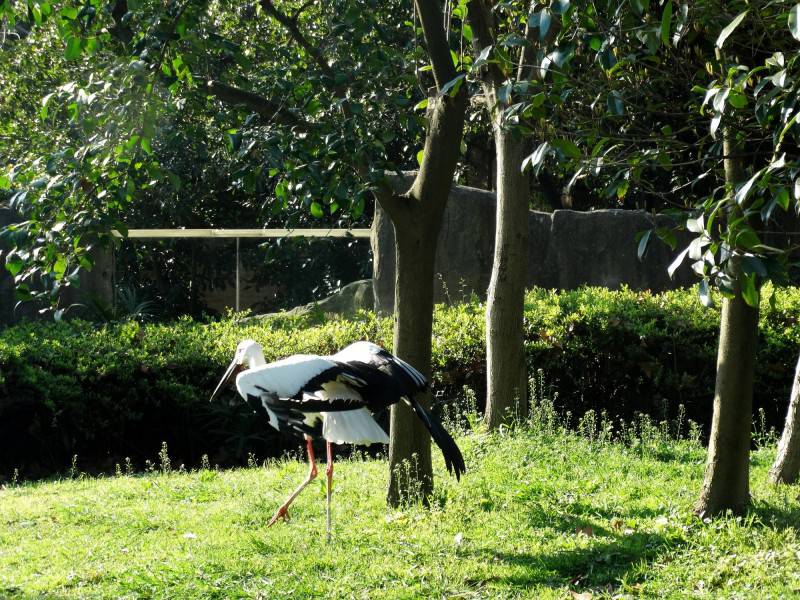 热带大型鸟类东方白鹳图片