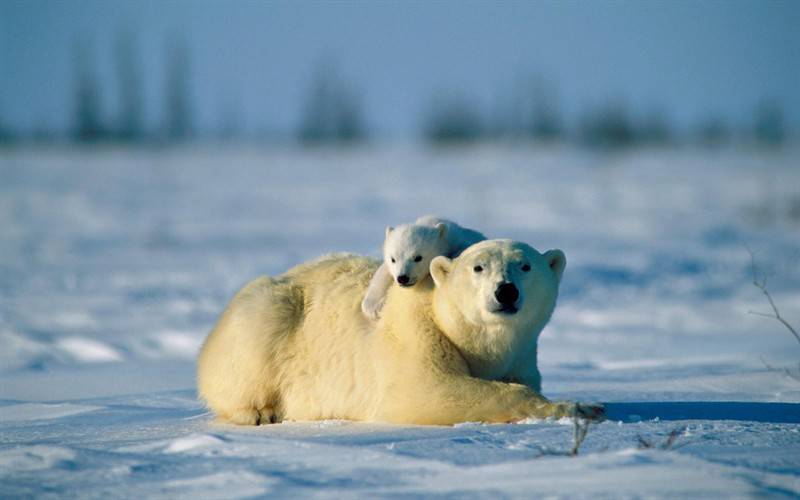 北极健壮北极熊高清动物图片