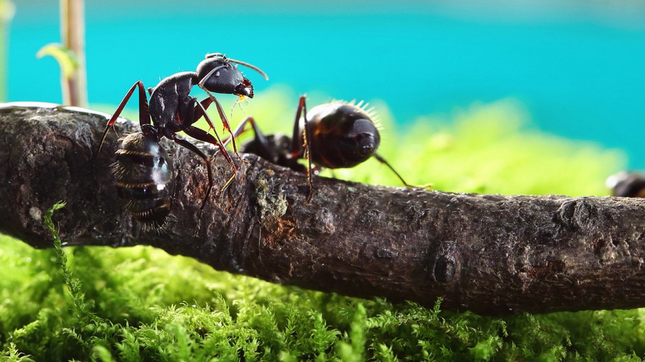 常见昆虫蚂蚁微距摄影图片