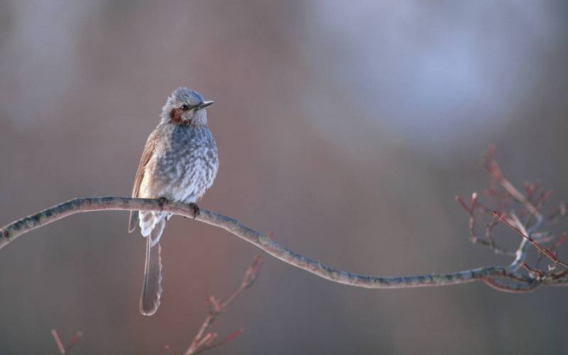 飞上枝头的小鸟高清壁纸
