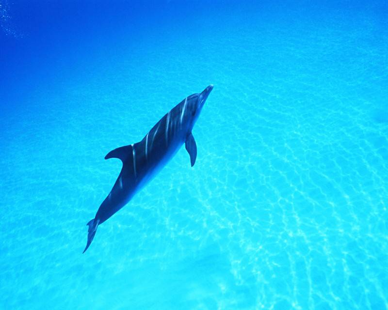 海洋生物海豚高清图片特写