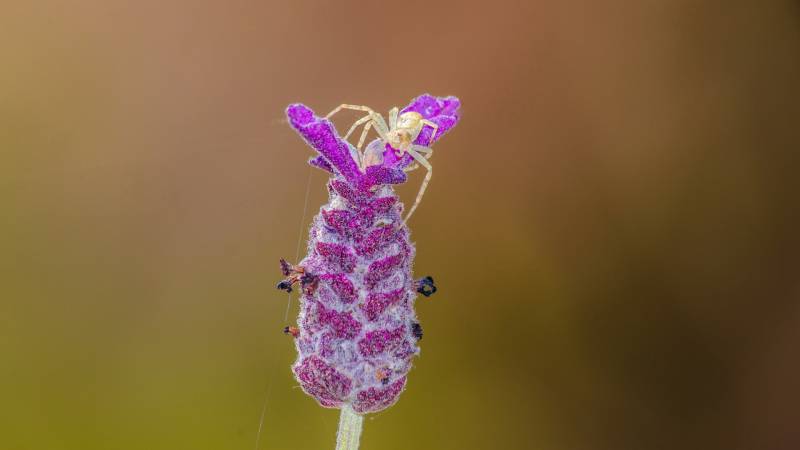 自然花园小昆虫清新唯美高清摄影图
