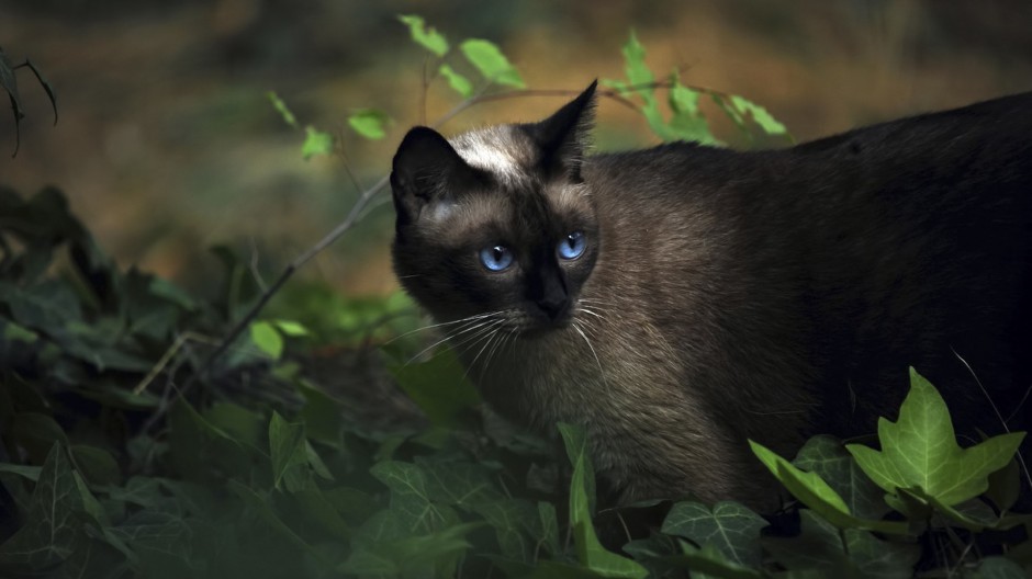 贵气孤傲的暹罗猫生活写真照片