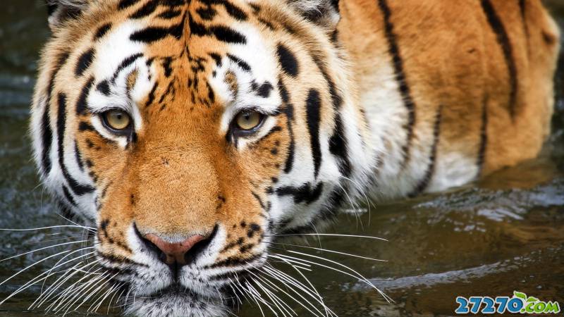 森林特写：孟加拉虎