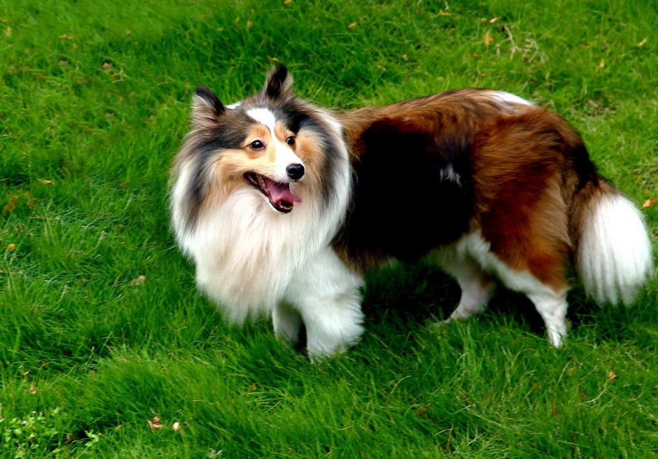 最漂亮的狗纯种苏格兰牧羊犬图片