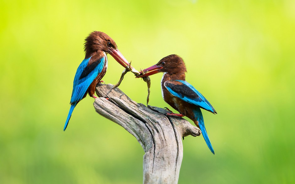 荆棘鸟的图片可爱至极