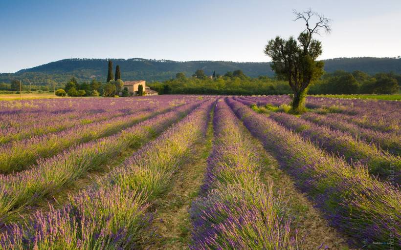 法国普罗旺斯薰衣草庄园唯美风景图片
