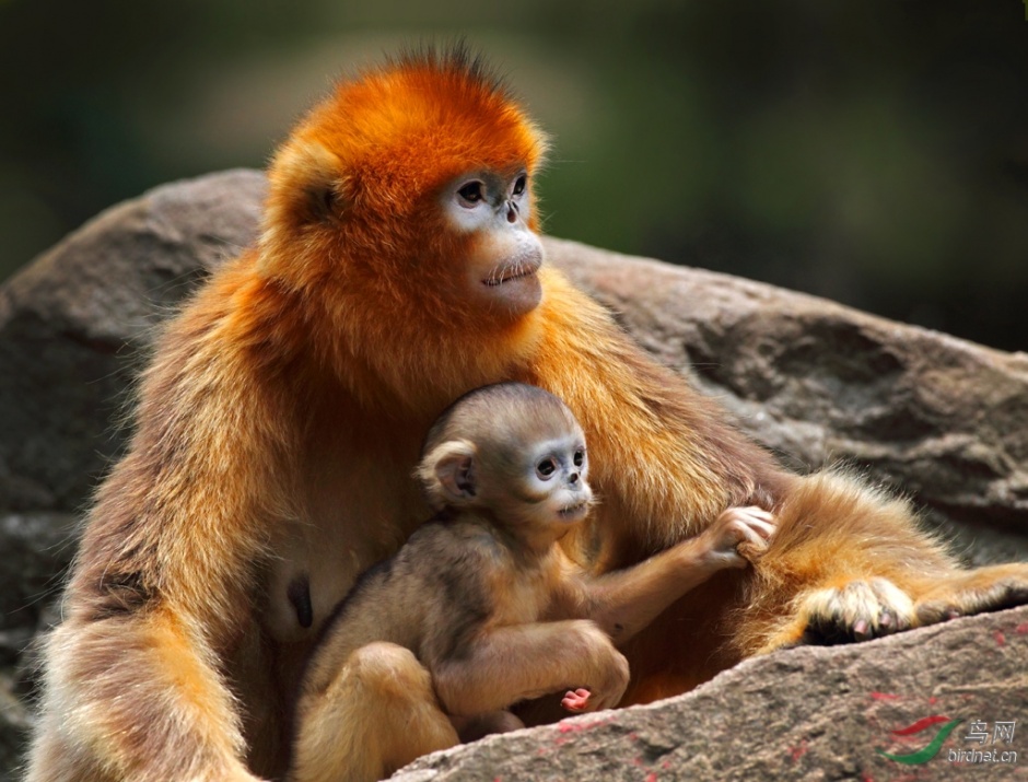 可爱萌猴子山林摄影图片